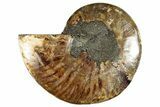 Cut & Polished Ammonite Fossil (Half) - Madagascar #282598-1